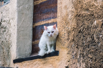 Portrait of a cat against wall