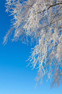 Close-up of frozen tree against blue sky