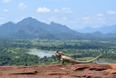 Lizard on a mountain