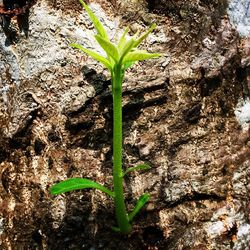 Close-up of plant growing on tree trunk