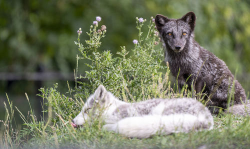 Portrait of a rabbit on field