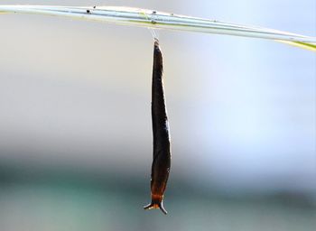 Upside down image of slug hanging on plant