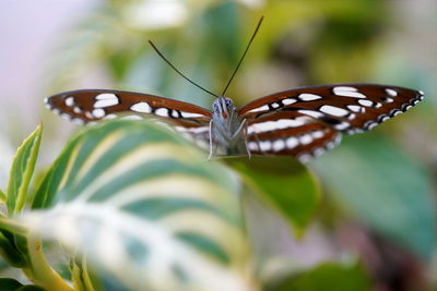 The common sergeant showing underside on the flower of gold vein planmala