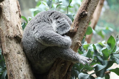 Sheep sleeping on tree trunk