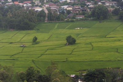 High angle view of agricultural fields