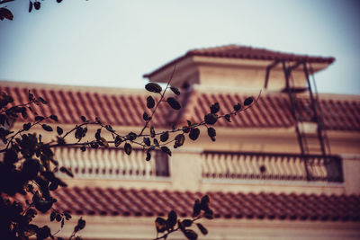 Low angle view of plant against house