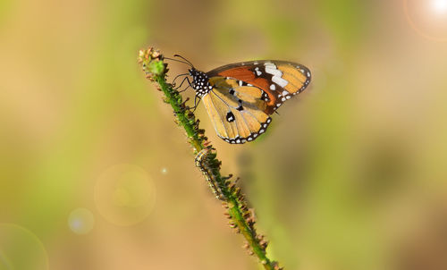 Butterfly plain tiger  - butterfly on a flower with a blur background. butterflies isolated