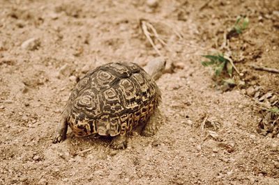 Close-up of turtle on field