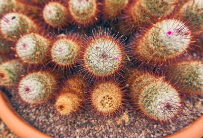 High angle view of succulent plant