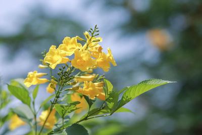 Close-up of yellow flowering plant