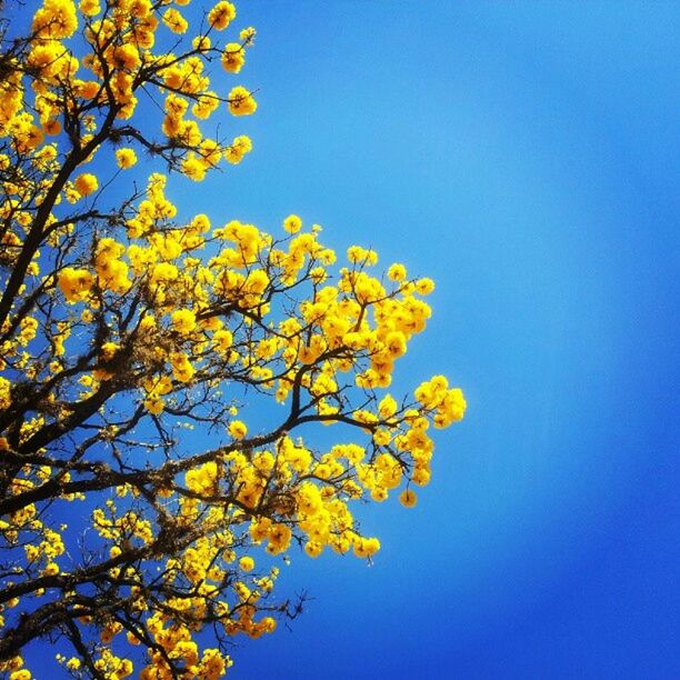 low angle view, clear sky, tree, branch, yellow, blue, growth, flower, beauty in nature, nature, freshness, copy space, fragility, sunlight, sky, tranquility, outdoors, blossom, no people, day