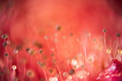 Close-up of pink water drops on red flower