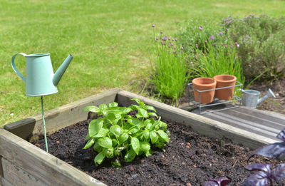 Potted plant on table in yard