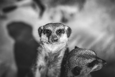 Close-up portrait meerkat