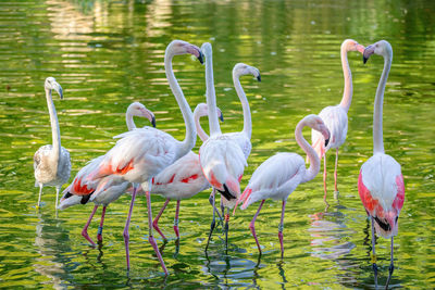 Flock of birds in lake