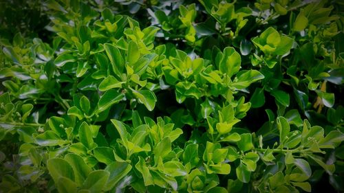 High angle view of fresh green leaves on field