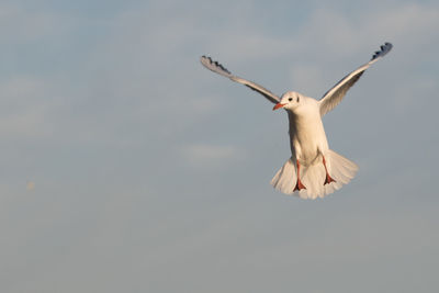 Low angle view of bird flying against sky
