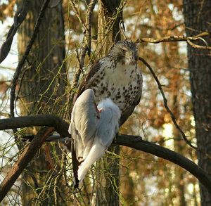 Birds perching on branch