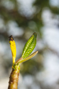 Close-up of flower bud