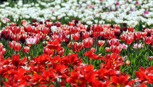 Close-up of red flowering plants on field