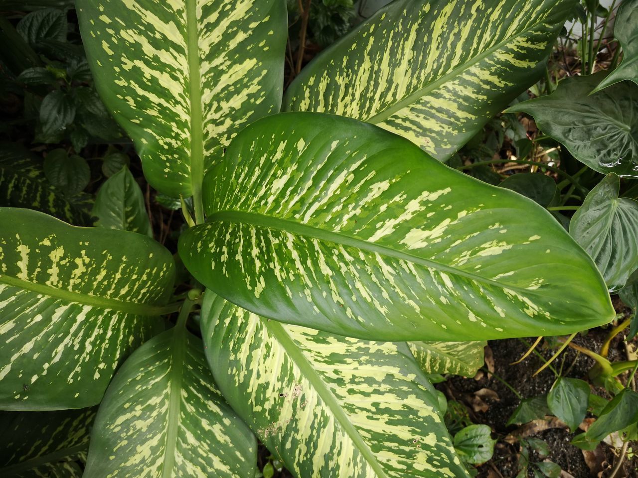 FULL FRAME SHOT OF GREEN LEAF