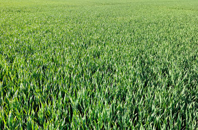 High angle view of corn field