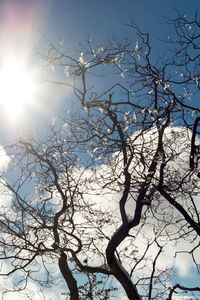 Low angle view of bare tree against clear sky