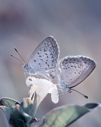 Cute little white butterfly bog copper sp. with lovely colorful background