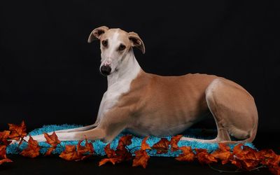 Portrait of dog by leaves relaxing on rug against black background