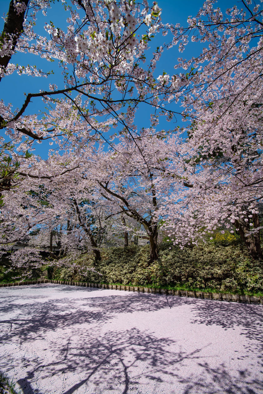 VIEW OF CHERRY BLOSSOM FROM TREE