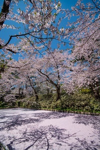 Cherry blossom tree against sky during winter