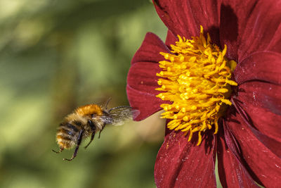 Close-up of bee pollinating on flower