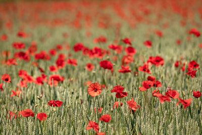 Close-up of red poppy flowers on field