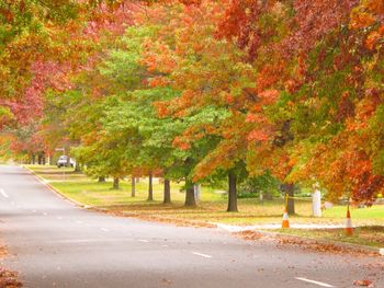 Road passing through autumn trees