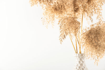 Low angle view of plants against sky during winter