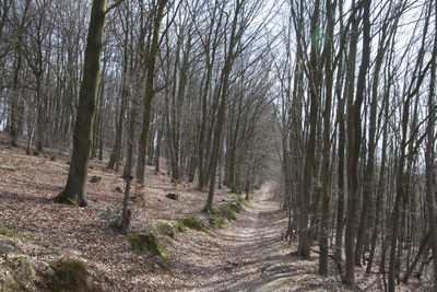 View of trees in forest