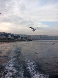 Bird flying over sea against sky