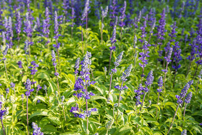 Close-up of purple flowering plants in garden