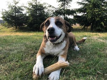 Portrait of dog with bone lying on grass