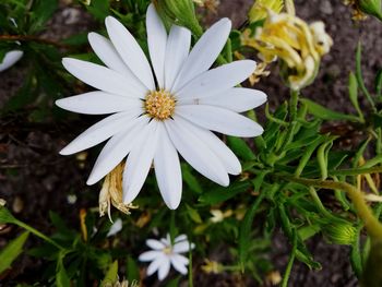 High angle view of white flowering plant
