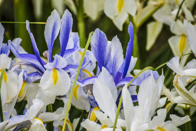 Close-up of purple flowering plants