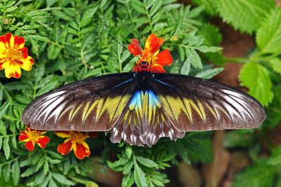 Close-up of butterfly pollinating flower