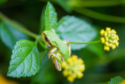 Close-up of insect on leaf