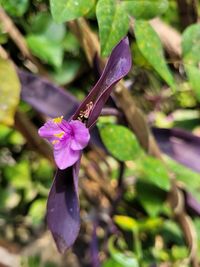 Close-up of insect on purple flower