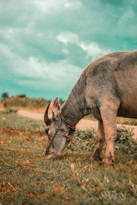 Horse grazing in a field