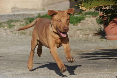 Portrait of dog running on footpath