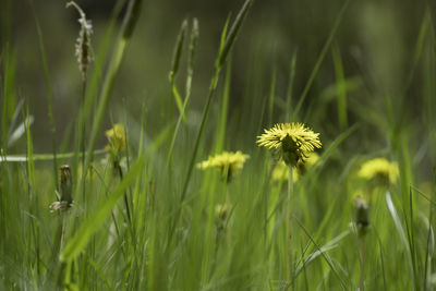 A dandelion in a field of tall grass during spring in southern sweden.