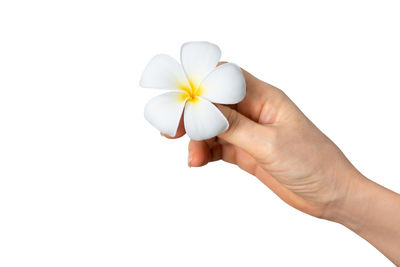 Close-up of hand holding small white flower