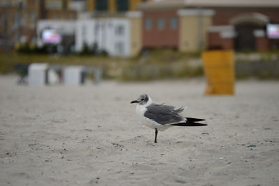 Bird on ground