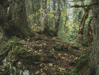 Trees growing in forest